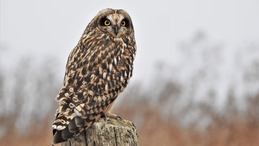 Birdwatching Paradise Discover the Avian Wonders of Martha’s Vineyard