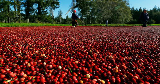 Cranberry Acres