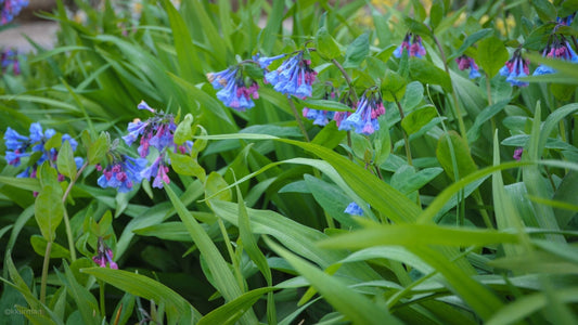 Spring Bloom Watch: Where to See the First Wildflowers at Martha’s Vineyard