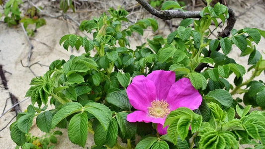 Top 10 Native Plants of Martha’s Vineyard — And Where to Find Them