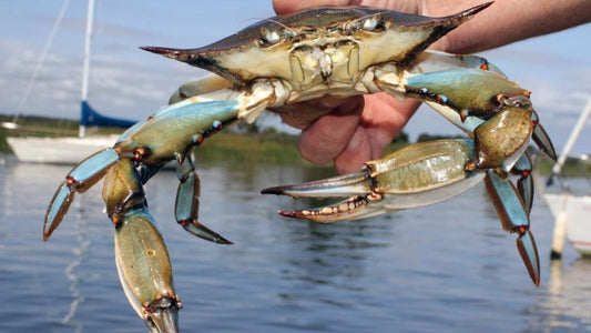 Discover Crabbing and Clamming off the Bridges of Martha’s Vineyard