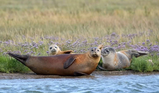 Why Autumn is the Best Time for Seal Watching on Martha's Vineyard
