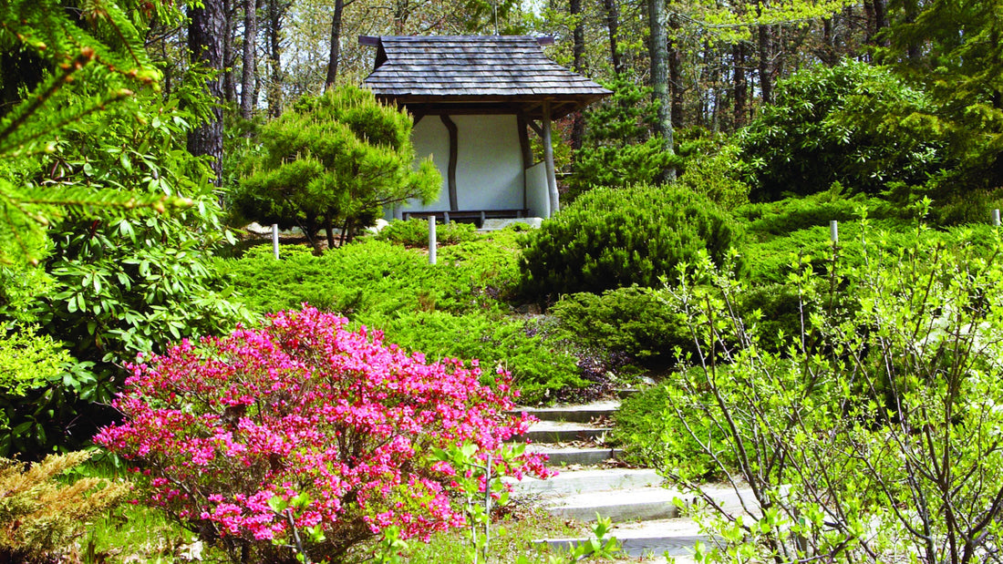 Exploring the Serene Beauty of Mytoi Garden on Martha’s Vineyard