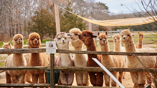 Yoga with Alpacas at Island Alpaca