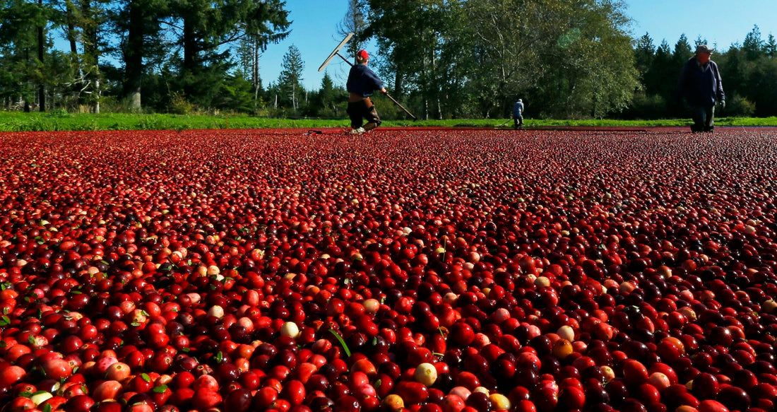 Cranberry Acres
