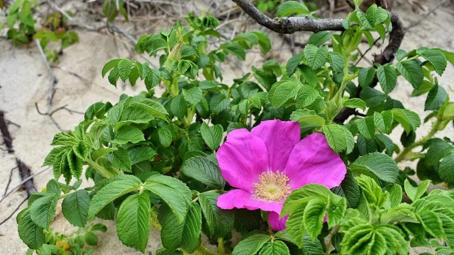 Top 10 Native Plants of Martha’s Vineyard — And Where to Find Them