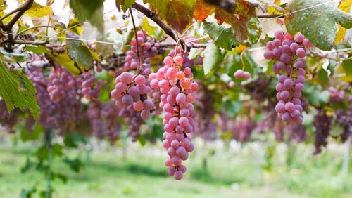 Perfect Food Pairings for Martha's Vineyard Wines to Enjoy on a Bike Ride