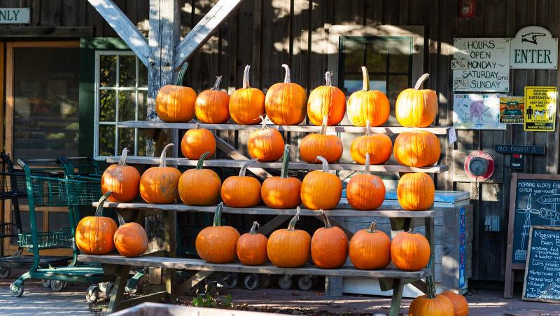 Ghosts, Goblins & Gourds at the Farm Institute