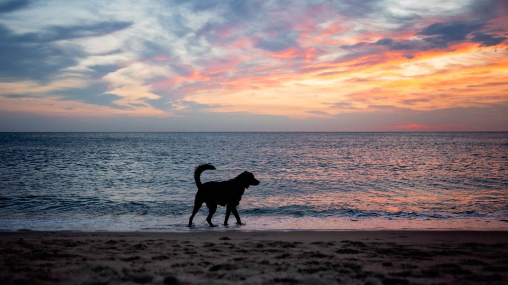 Dog-Friendly Beaches in Martha’s Vineyard.