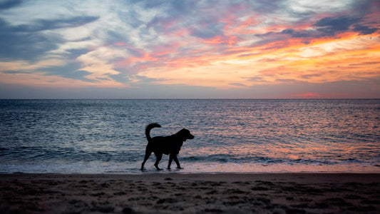 Dog-Friendly Beaches in Martha’s Vineyard.